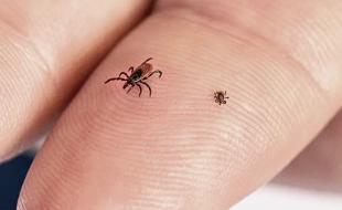 Black-legged tick (left) and a nymph (young tick). (Photo: CDC, Public domain, via Wikimedia Commons.) Black-legged tick (left) and a nymph (young tick). (Photo: CDC, Public domain, via Wikimedia Commons.)