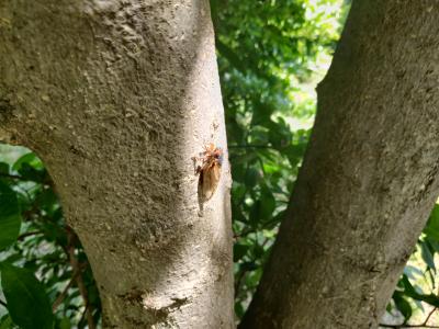 Cicadas live on trees and are known for their loud mating call. (Photo: Kurt Kaiser, CC0, via Wikimedia Commons.)