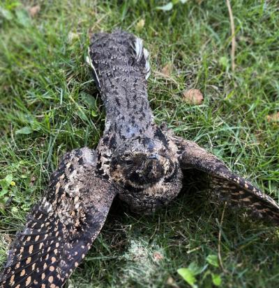 An Eastern Whip-poor-will dies after colliding with a building. (Photo via Fatal Light Awareness Program’s Facebook page.)