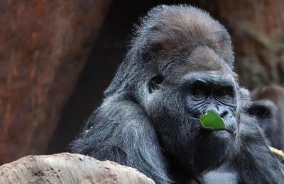 Charles, a 52-year-old silverback gorilla, has died at the Toronto Zoo. (Photo: Steve Russell, The Toronto Star, via X.)