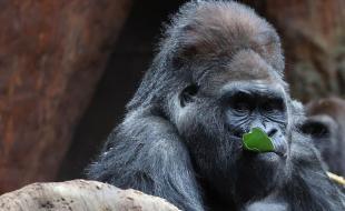 Charles, a 52-year-old silverback gorilla, has died at the Toronto Zoo. (Photo: Steve Russell, The Toronto Star, via X.)